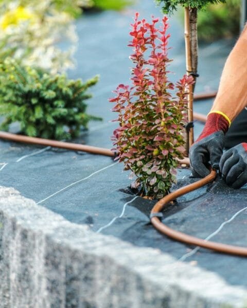 Sustainable landscaping Saudi Arabia: A person in gardening gloves adjusts a drip irrigation tube next to colorful shrubs in a landscaped area.